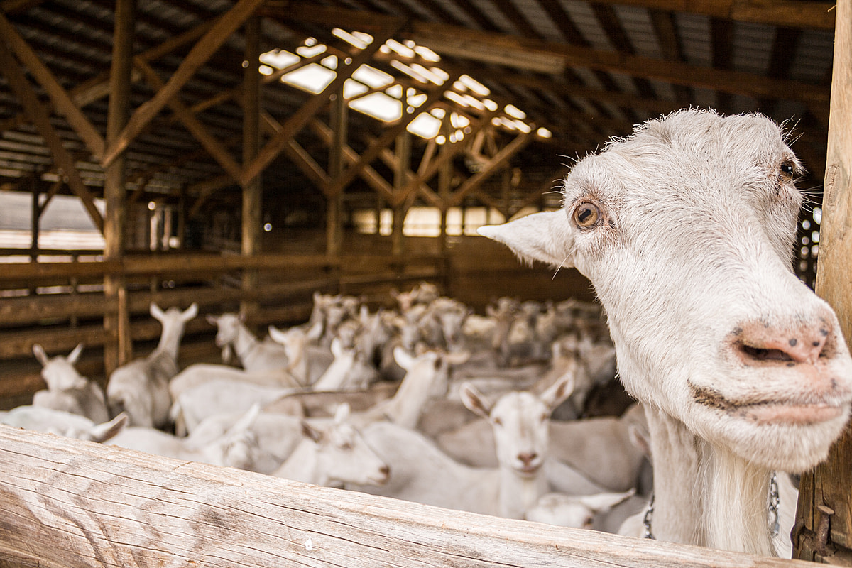 A curious goat approaches the photographer at a dairy farm in Chile. Goats are naturally curious and enjoy new smells. Chile, 2011. Gabriela Penela / We Animals
