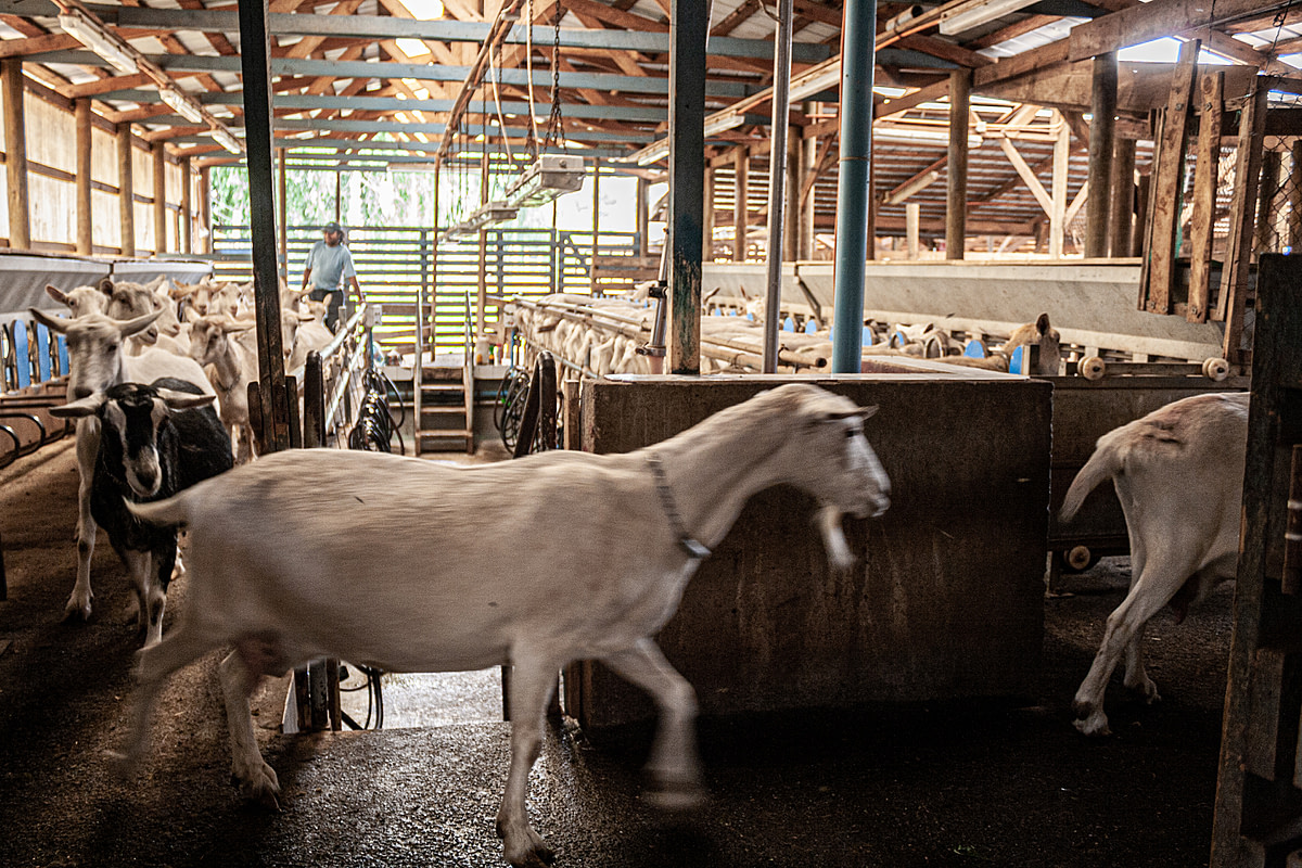 A goat with a chain on her neck runs from the milking area. Chile, 2011. Gabriela Penela / We Animals