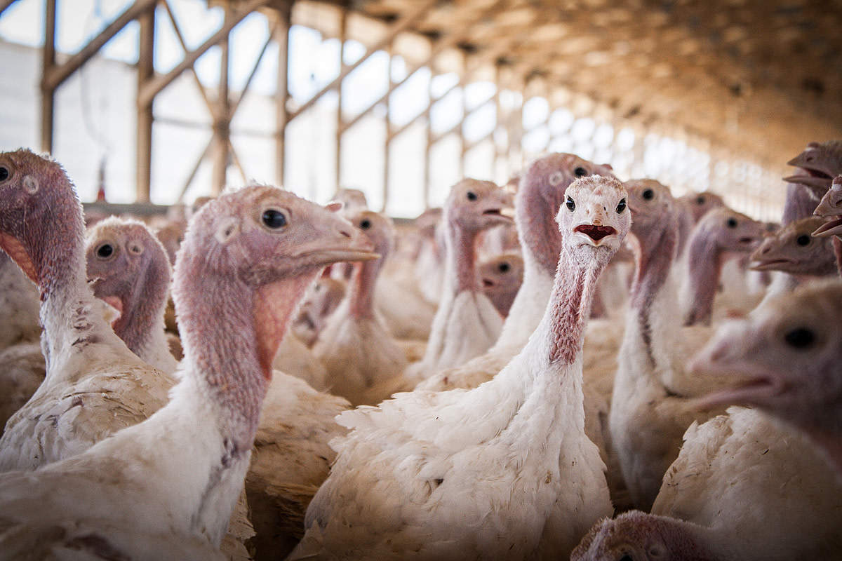 A group of curious turkeys approach the photographer at a turkey farm. Chile, 2012. Gabriela Penela / We Animals