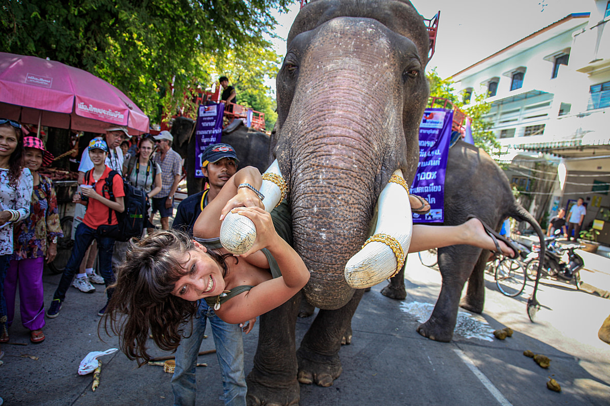 A western tourist clings to the tusk of a large bull elephant as he begs for money at the Surin Elephant Festival, Surin. Thailand, 2011. Adam Oswell / We Animals