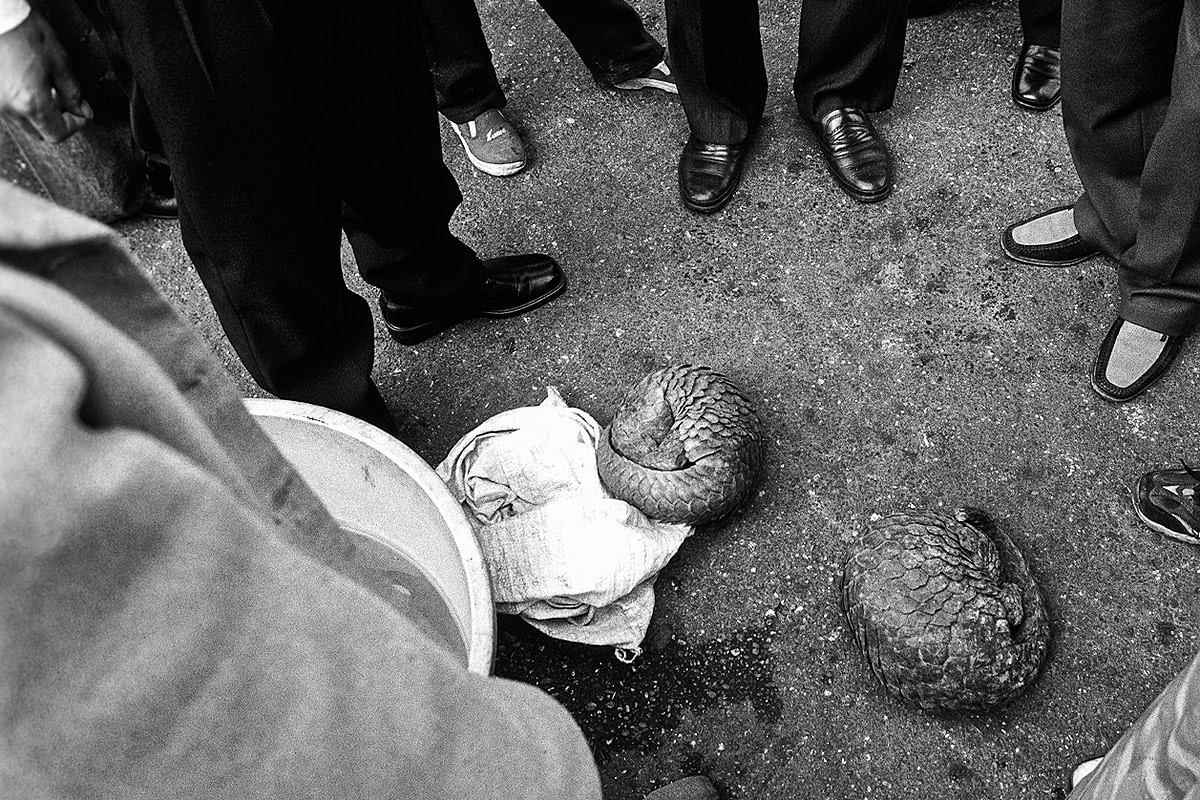 Chinese food vendors and restaurant owners display live endangered Sunda pangolins for Chinese tourists at the local market. Myanmar, 2002. Adam Oswell / We Animals