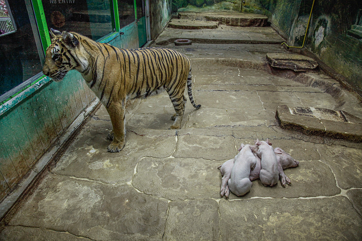 A female Indochinese tiger waits in a display cage with baby pigs at the Sriracha Tiger Zoo, Sriracha. Thailand, 2009. Adam Oswell / We Animals