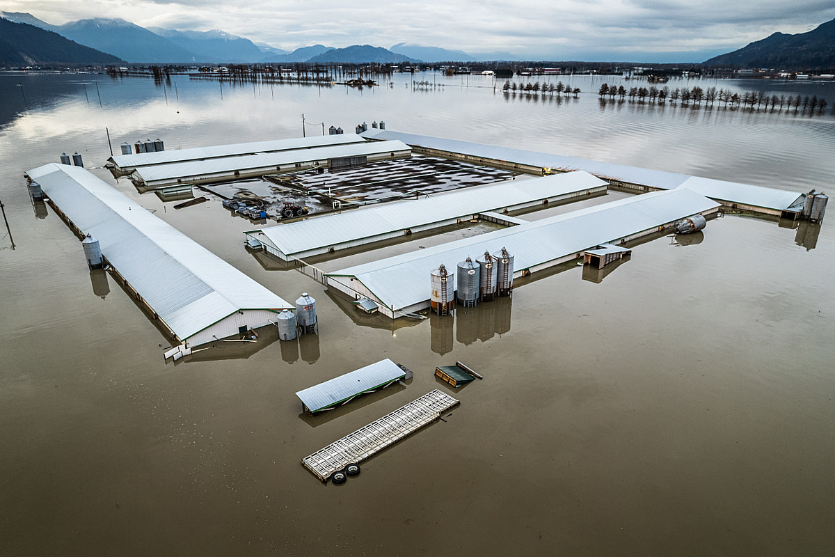 A farm sits partially submerged in water from the Abbotsford, BC floods in November of 2021. Nick Schafer / We Animals
