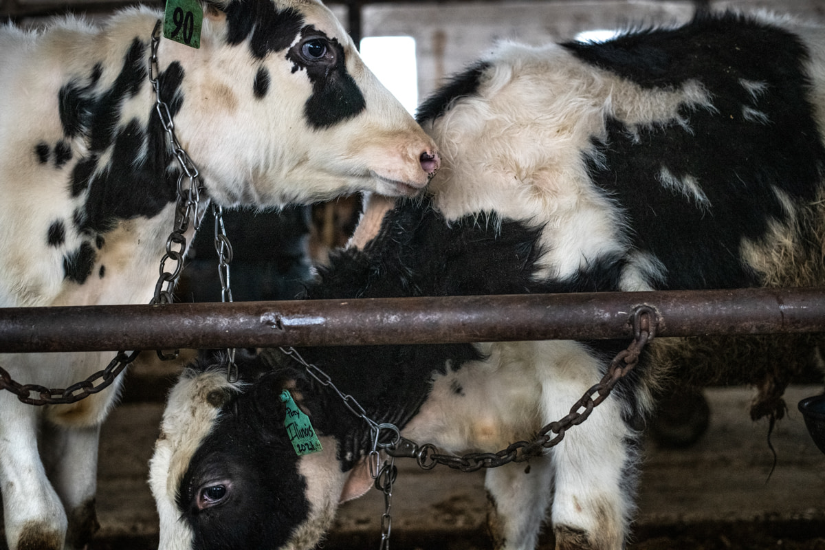 At this farm, calves and young Holstein cows who are slated for life in the dairy industry live indoors all winter, chained by their necks. Between the months of November to April or May, they are only able to stand up and lie down. USA, 2022. Jo-Anne McArthur / We Animals