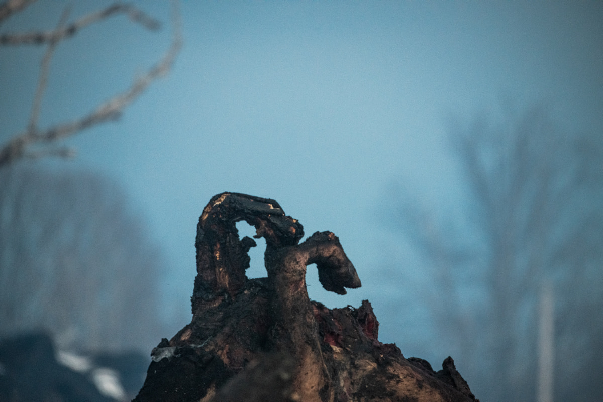 The charred bodies of the 130 Jersey cows who died in a barn fire are moved from the burn site to an area nearby where they will be composted. USA, 2022. Jo-Anne McArthur / We Animals