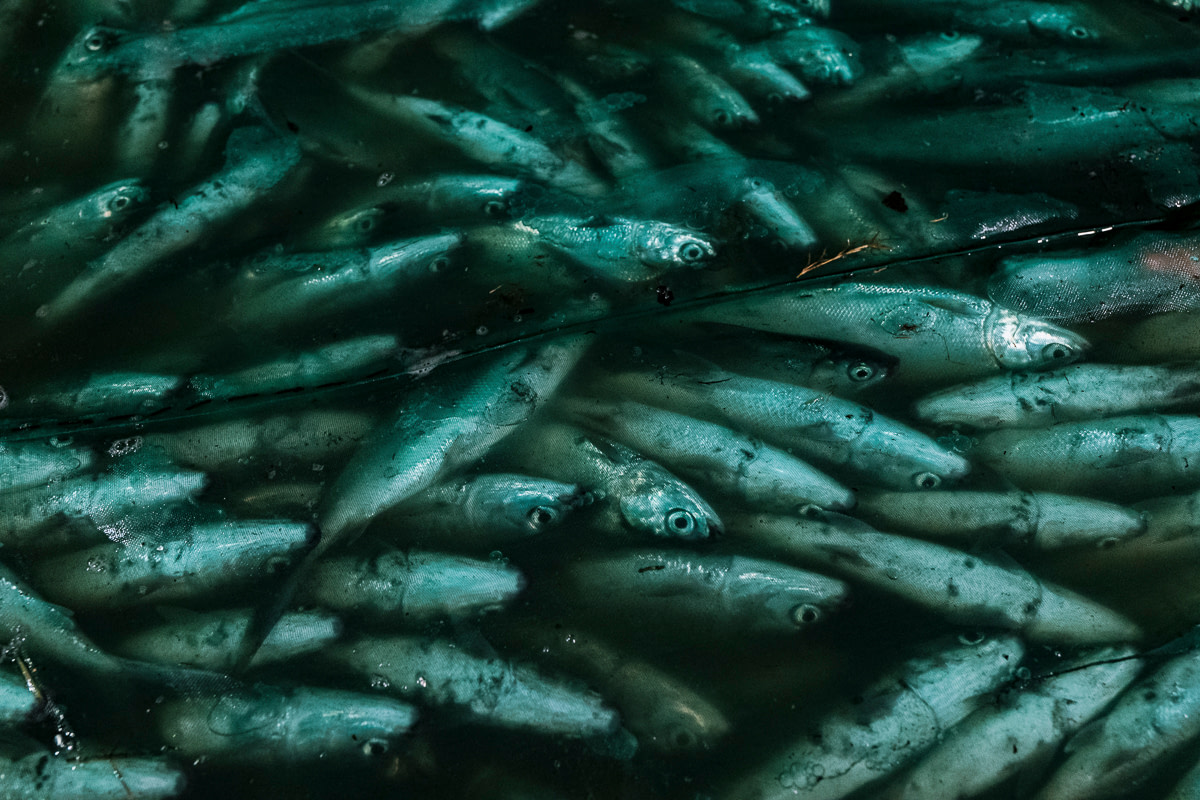 Milkfish packed tightly together inside a mesh net during a nighttime harvest at a fish farm in Indonesia. Crowding the fish together deprives them of oxygen and they eventually suffocate. Indonesia, 2021. Lilly Agustina / Act for Farmed Animals / We Animals