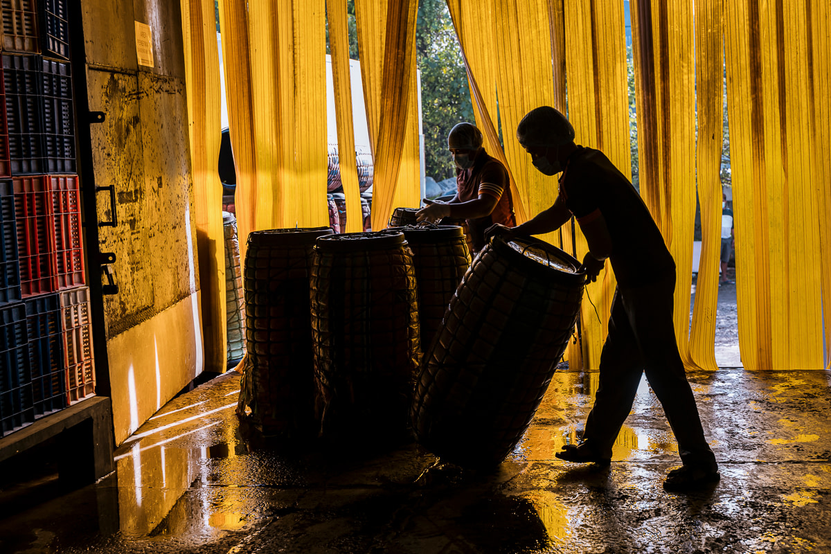 Workers at a milkfish storage facility in Indonesia unload large transportation barrels containing dead milkfish. Indonesia, 2021. Lilly Agustina / Act for Farmed Animals / We Animals