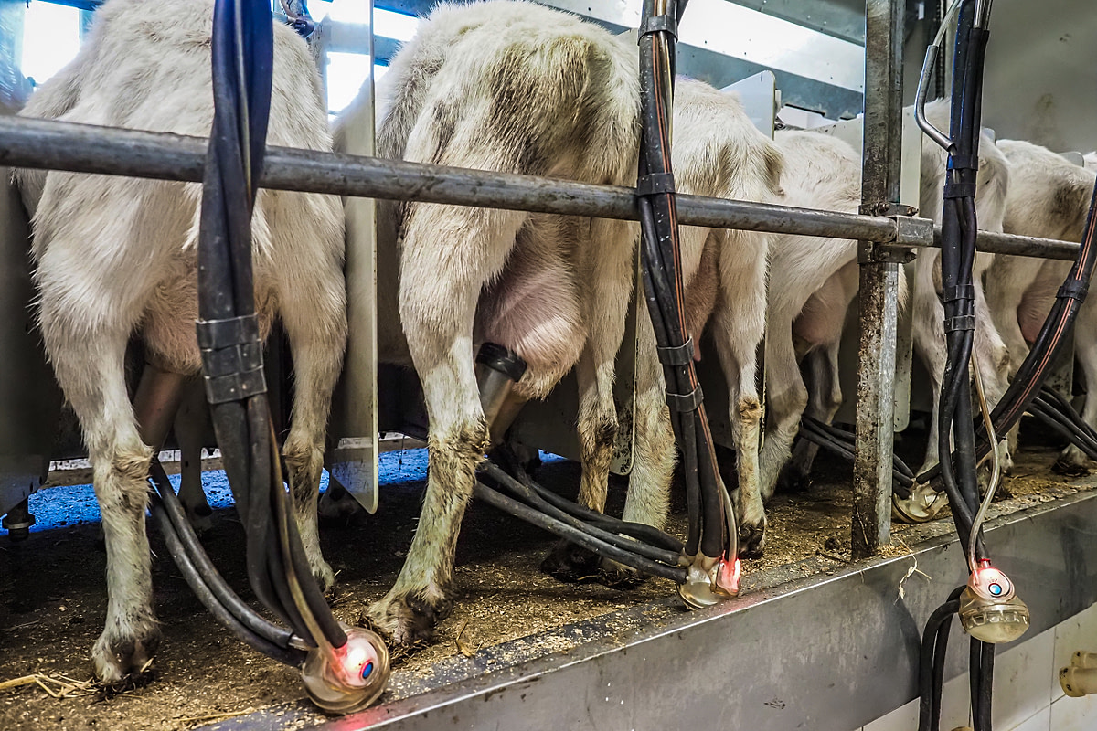 A row of goats with their udders connected to milking machines on a dairy farm in Czechia. In order to milk them, each goat is locked inside a stall by a restraint around her neck. Czechia, 2020. Lukas Vincour / Zvířata Nejíme / We Animals