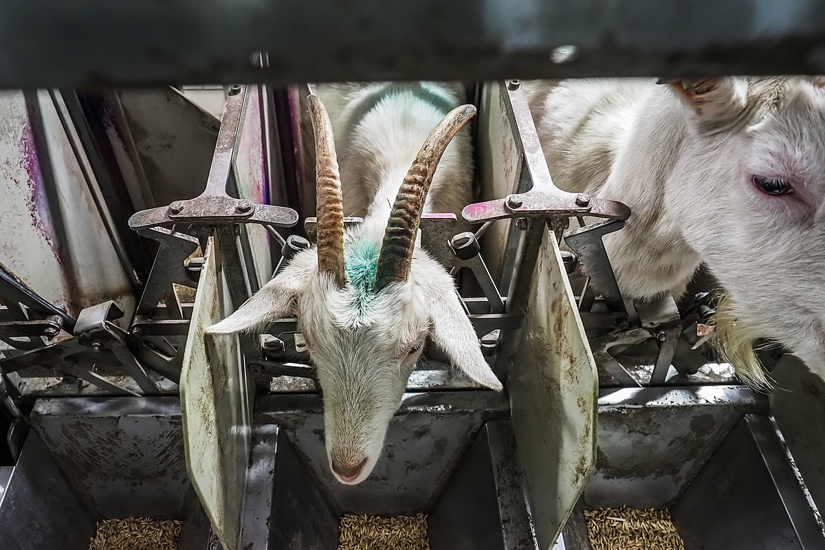 A female goat stands inside one of a row of individual stalls on a dairy farm in Czechia. In order to milk them, each goat is locked inside a stall by a restraint around her neck. Czechia, 2020. Lukas Vincour / Zvířata Nejíme / We Animals