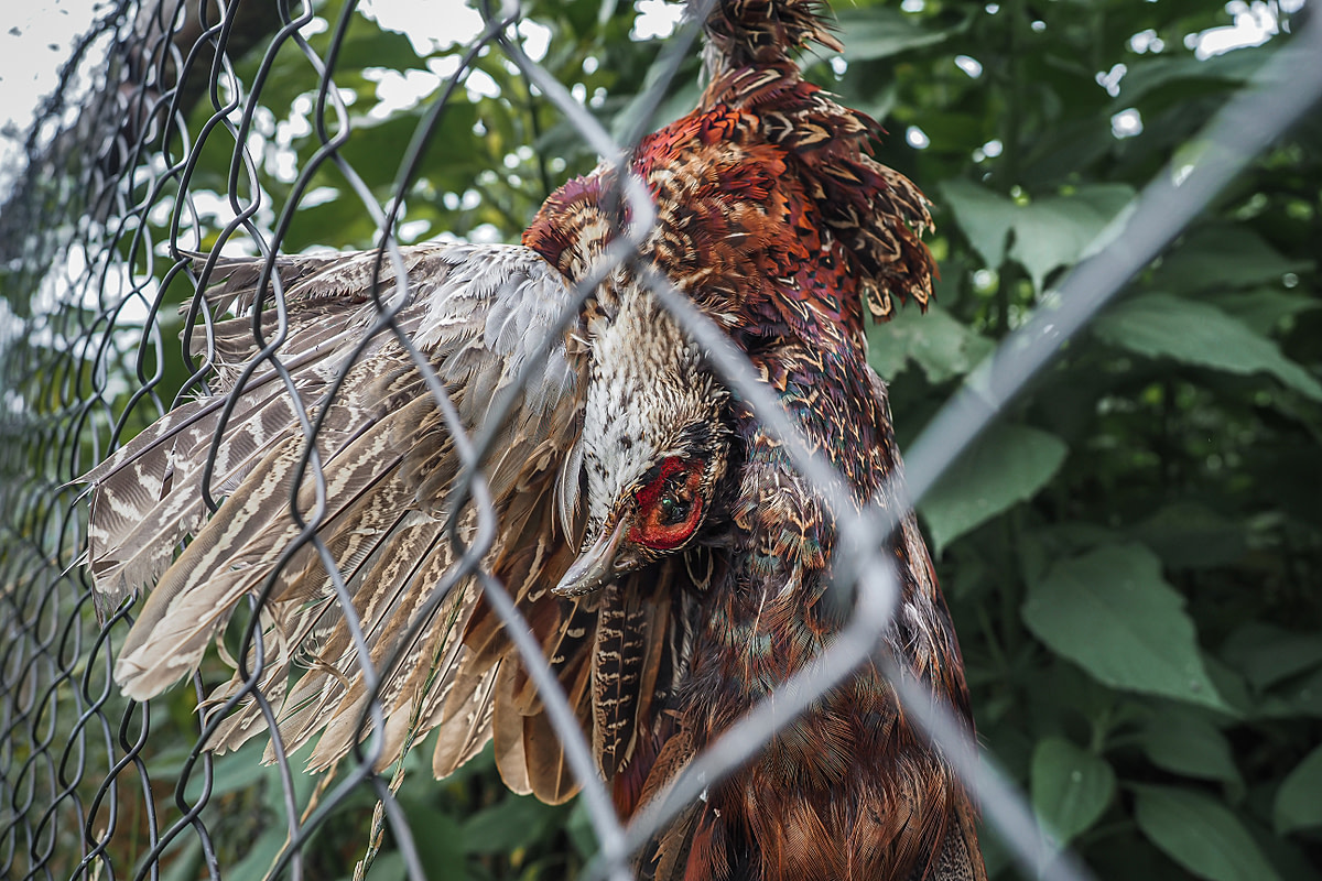 The remains of a common pheasant dangle from a wire fence at a pheasantry in Czechia. Pheasantries commonly raise these birds for the purpose of being hunted as game. Czechia, 2021. Lukas Vincour / Zvířata Nejíme / We Animals