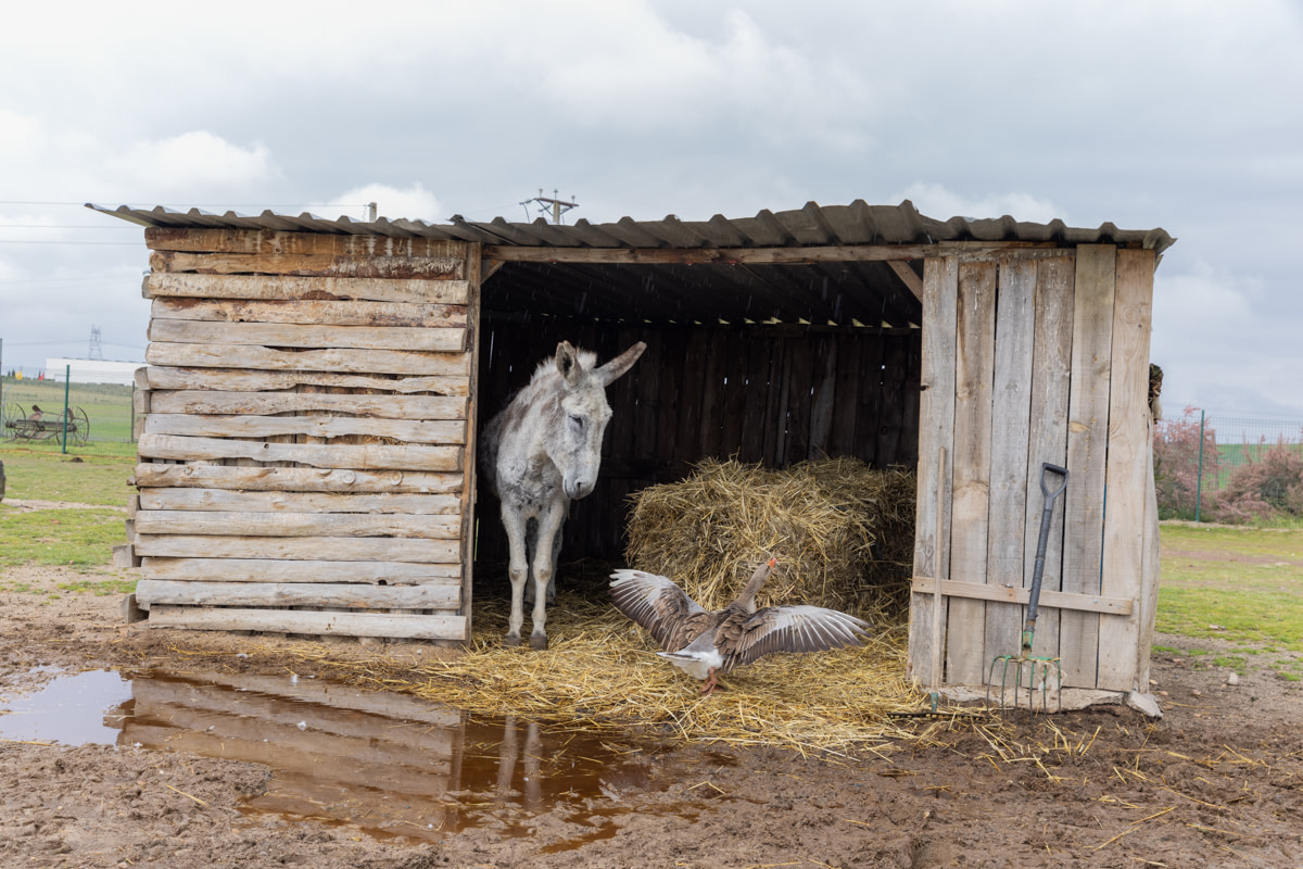 Two residents at the Scooby sanctuary share a shelter on a cloudy day. A permanent home to approximately 200 farm animals, all victims of the livestock and entertainment industry or other types of abuse, Scooby provides a safe environment where these animals can live out their lives free from exploitation. Spain, 2021. Ana Palacios / We Animals
