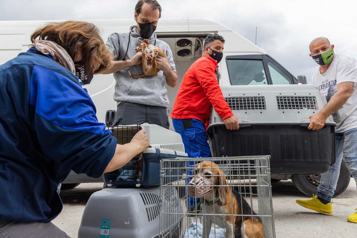 Claire Aubert, general coordinator at Scooby, checks each of the 50 dogs that just arrived, rescued from the Andalucía region 500km away. While they are being unloaded, Claire decides where each animal will be housed in the Scooby facilities depending on age, gender, and breed. The protocol is very clear for the workers and has to be done very quickly for the welfare of the animals who are stressed after so many hours of transportation. Spain, 2021. Ana Palacios / We Animals