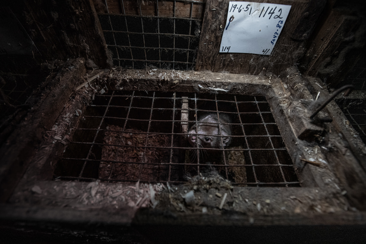A lone female mink looks out through rusted wire mesh from the inside of a nesting box at a fur farm in Quebec, Canada. The exterior of her tiny enclosure in coated with a buildup of dirt and debris.