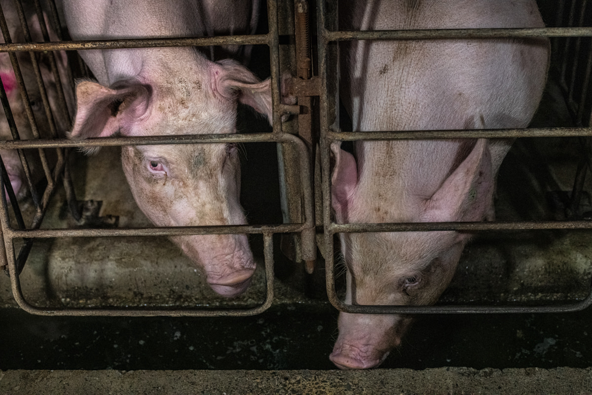 Two sows look out from inside their gestation crates at an industrial pig farm in Quebec, Canada. These sows live confined inside bare, concrete-floored enclosures large enough only for them to sit, stand, and lie down. They cannot walk or turn around. Canada, 2022. Jo-Anne McArthur / We Animals