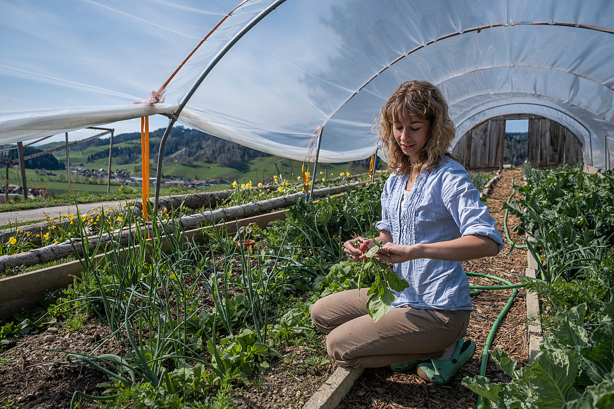 Selina Blaser works in the greenhouse on her newly "transfarmed" vegan farm and sanctuary KuhErde in Bowil, Switzerland. Instead of raising cattle for beef, she and her husband now plant chickpeas in their fields for hummus production. The cows on the farm are no longer fed for the purposes of fattening for slaughter and remain on the farm as permanent residents. Lebenshof KuhErde, Bowil, Bern, Switzerland, 2022. Sabina Diethelm / We Animals