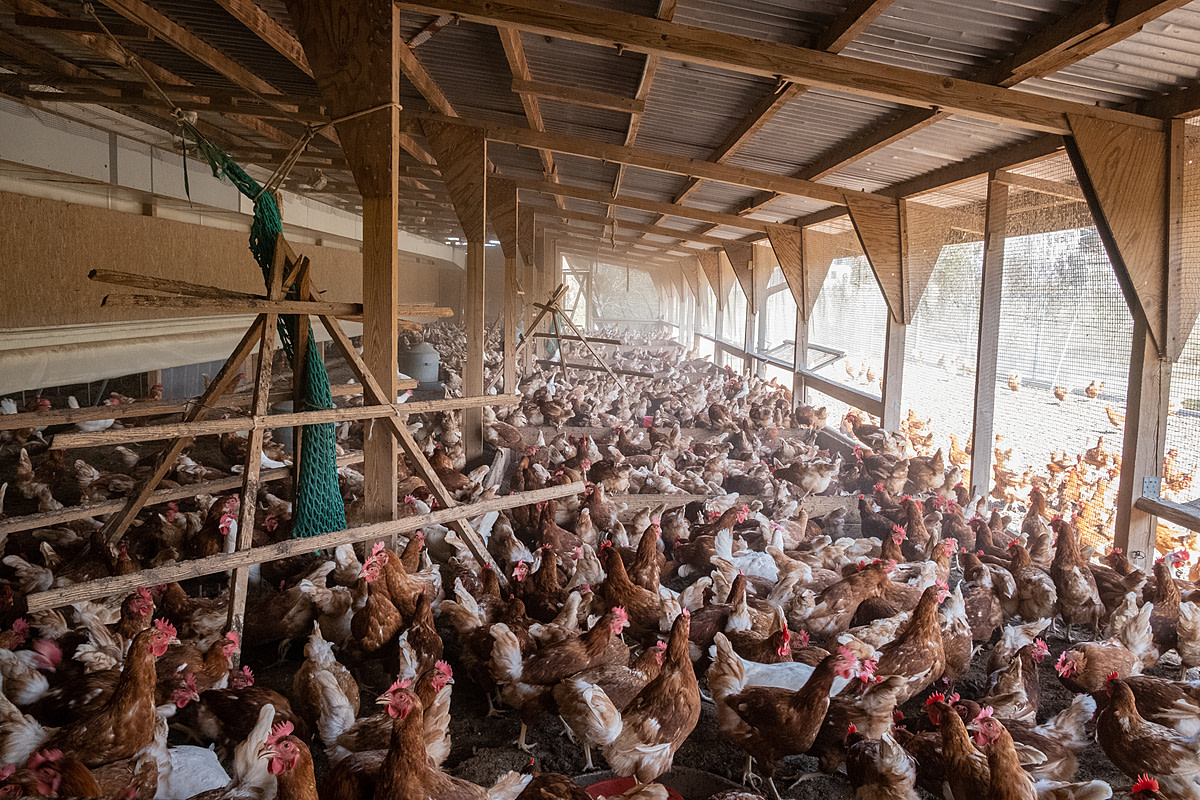 Approximately 2,000 densely housed laying hens live on this organic egg farm in Switzerland. The concrete floor of this barn coupled with their tightly packed living conditions prevents the chickens from scratching and pecking on the floor, which is part of their natural behaviour. Due to their large numbers and crowded living conditions, these chickens are also subject to more frequent instances of disease compared to flocks of chickens kept in smaller groups. Naturhof Waltwil 4, Wengi bei Büren, Bern, Switzerland, 2022. Sabina Diethelm / We Animals