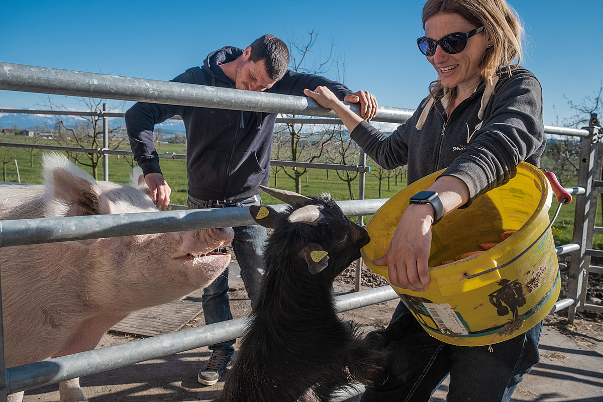 Nala, a domestic pig, and mini-goat Nemo beg for treats from sanctuary owners Beat and Claudia Troxler at Lebenshof Aurelio, a farm animal sanctuary in Lucerne, Switzerland. Lebenshof Aurelio is a former dairy and pig farm that has been "transfarmed" into a vegan farm and sanctuary with the help of Sarah Heiligtag of the Hof Narr sanctuary. The animals live on the farm without any requirement to serve a human purpose. Lebenshof Aurelio, Buron, Lucerne, Switzerland, 2022. Sabina Diethelm / We Animals