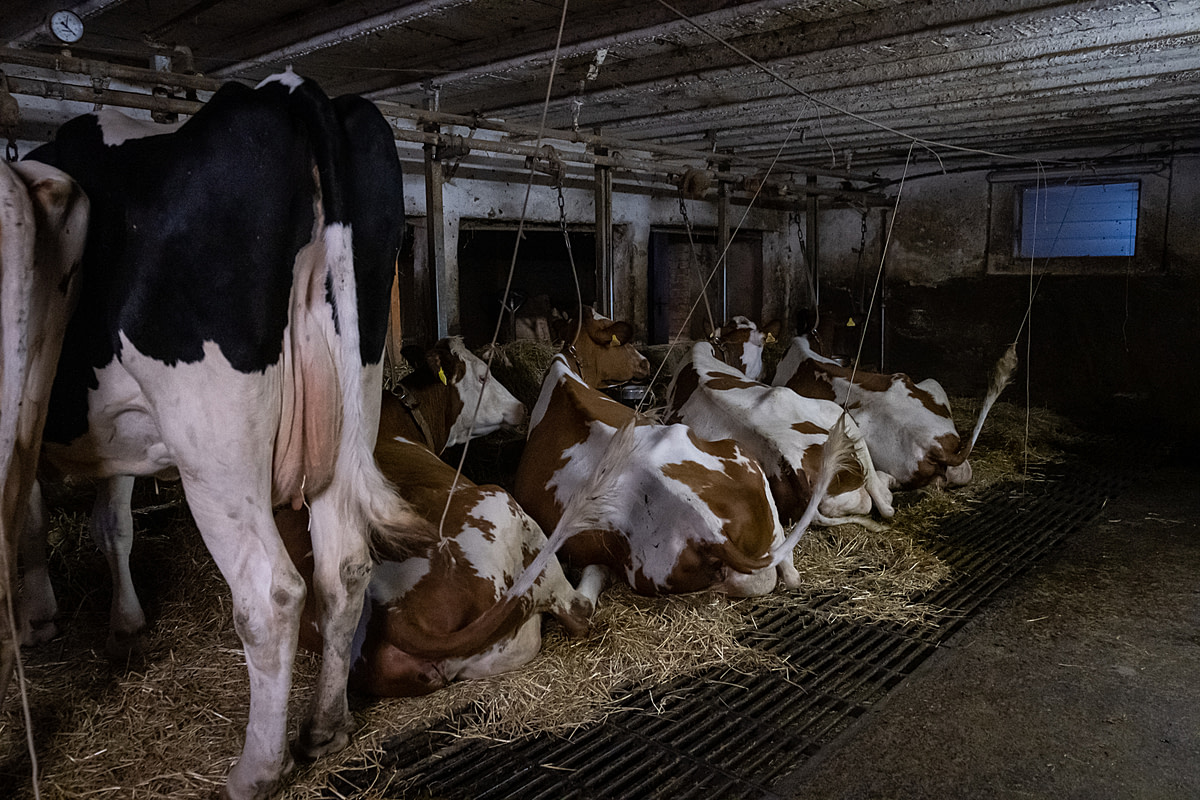 The nine dairy cows living at Corinne Hadorn's "ausmelk" farm in Bern, Switzerland are tethered and stand in the same place with their tails tied up for most of the year. There is barely enough room for the larger animals to lie down, and they get sores on their legs from lying on the concrete floor. Corinne wants to transform the farm into a sanctuary and renovate and expand the barn, but does not know how to finance this project yet. Oberbutzberg 4, Bleienbach, Bern, Switzerland, 2022. Sabina Diethelm / We Animals