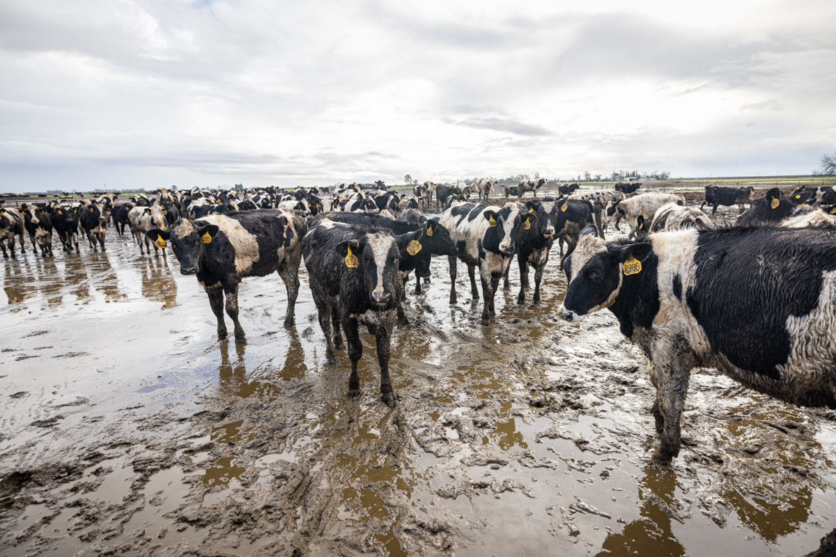 Wet and muddy dairy cows stand in receding flood waters after a series of eight atmospheric rivers battered the state of California since late December 2022. Elk Grove, California, USA, January 13, 2023. Nikki Ritcher / We Animals