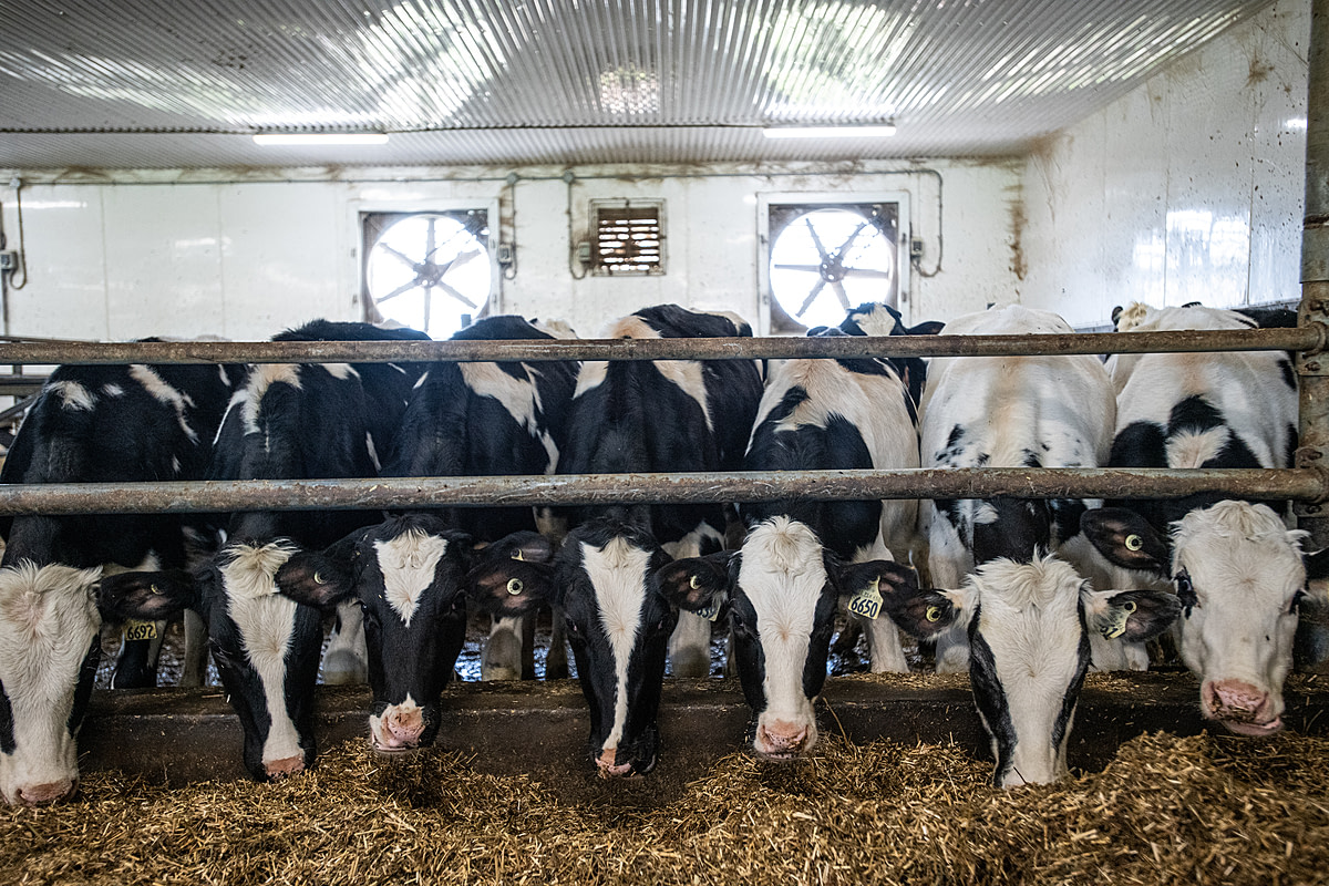 Young dairy cows jostle in a small room for fresh feed. They live indoors at a large dairy farm. Quebec, Canada, 2022. Jo-Anne McArthur / We Animals