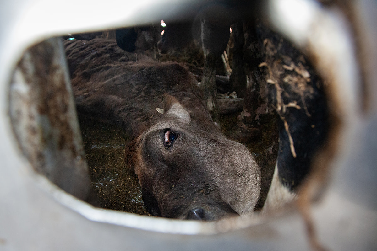 An emaciated dairy cow arrives at a Toronto-area slaughterhouse. Canada, 2021. Louise Jorgensen / Animal Sentience Project / We Animals