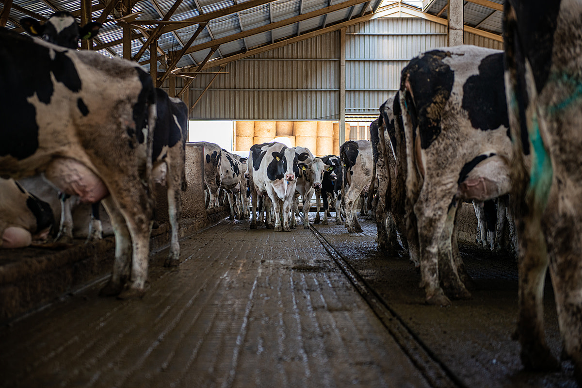 Dozens of cows live inside a concrete-floored indoor enclosure on a dairy farm in Turkiye. The cows on this farm spend their entire days indoors, confined in pens without bedding. The concrete floor of this pen is slick with feces and urine. Türkiye, 2022. Havva Zorlu We Animals