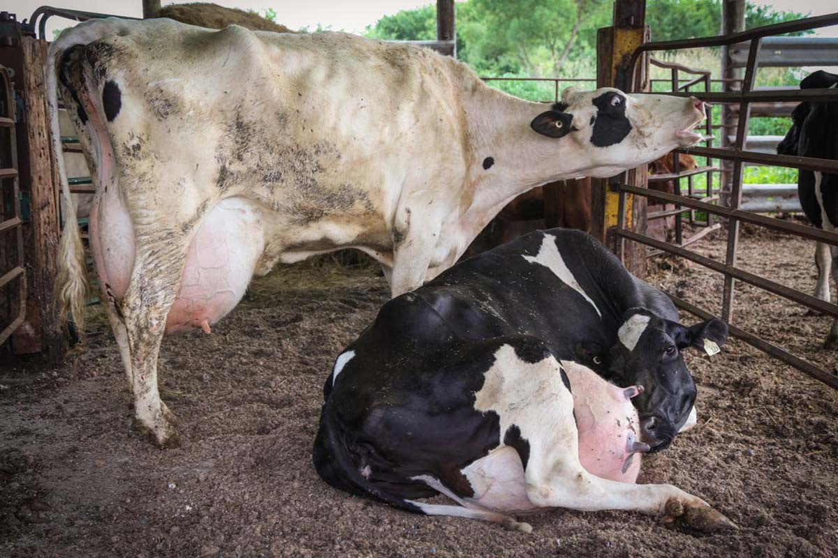 Two dairy cows with full udders wait in a holding pen at a livestock auction in Ontario.
