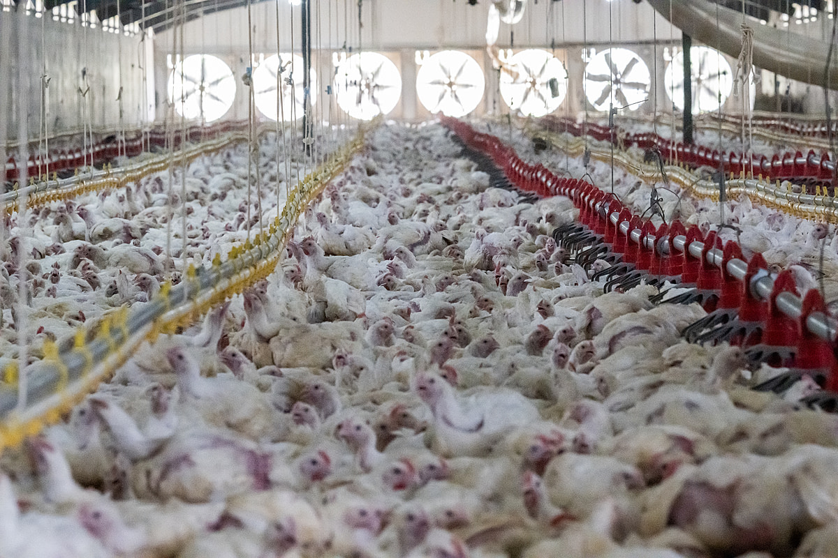 Thirty-three thousand chickens raised for meat live tightly packed together, cramped inside a massive shed on an industrial broiler chicken farm. The farm has slated these 33-day-old chickens to be rounded up for slaughter that evening. Sub-Saharan Africa, 2022. Jo-Anne McArthur / We Animals