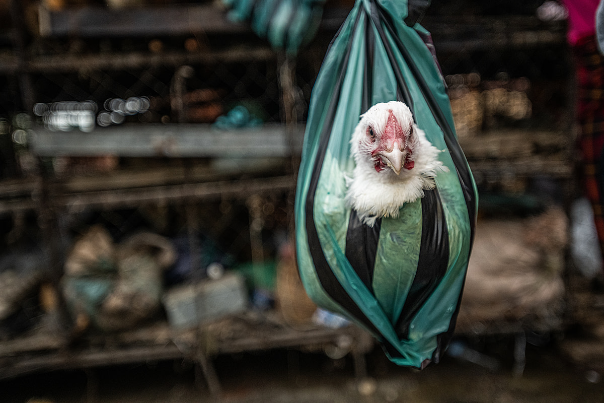 A purchased chicken looks out from inside a plastic bag at a crowded live animal market in Africa. Her legs have been tied with copper wire, and the customer will use the plastic bag to take her home alive. She will be killed at the customer's home. Sub-Saharan Africa, 2022. Jo-Anne McArthur / We Animals