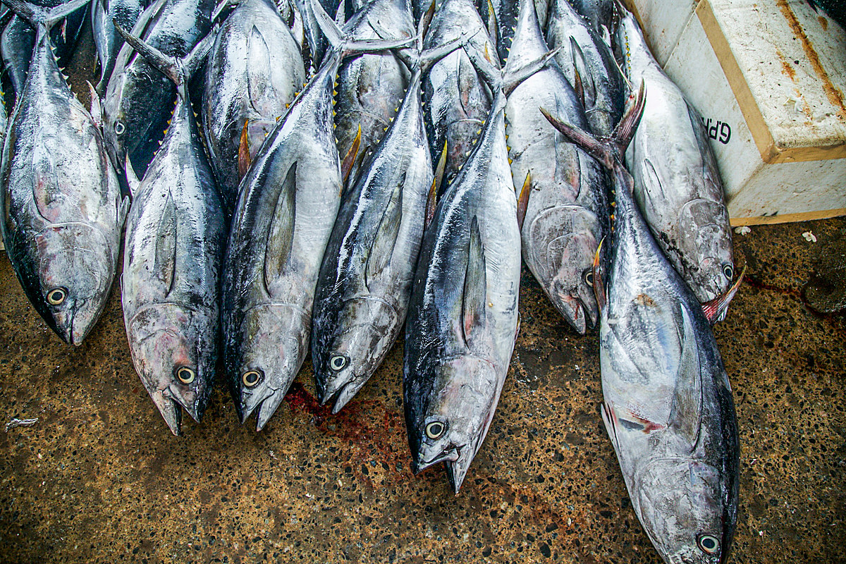 A pile of dead fish lies stacked on the floor of a market in Negombo, Sri Lanka. Blood and fluid from the dead animals leak out of their bodies and onto the concrete beneath. Sri Lanka, 2019. A man arranges recently caught fish that are laid out on a beach in Negombo, Sri Lanka. Fish are spread out in this large outdoor area in order to dry in the sun before being sold at a market. Fishing is the primary occupation of the people in Negombo. Sri Lanka, 2019. Deniz Tapkan Cengiz / We Animals