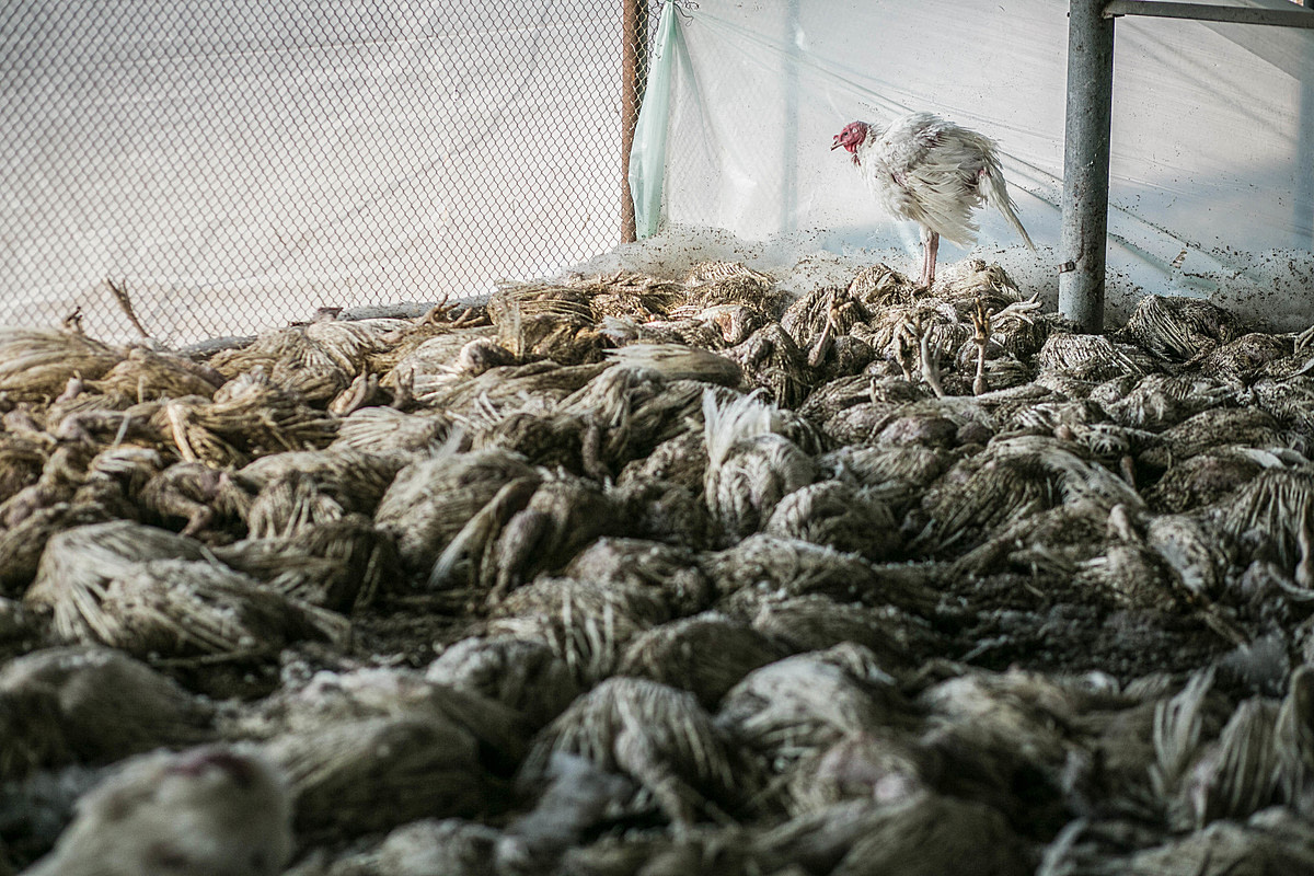 A turkey who escaped being smothered by firefighting foam sits on top of the bodies of dead birds from their flock. Following the detection of avian influenza in the turkey flock at this Israeli kibbutz, authorities used compressed firefighting foam to mass-suffocate the birds, claiming it to be the most efficient and humane method of extermination. Numerous birds remained alive or died slowly after the foam's application. Israel, 2016. Glass Walls / We Animals
