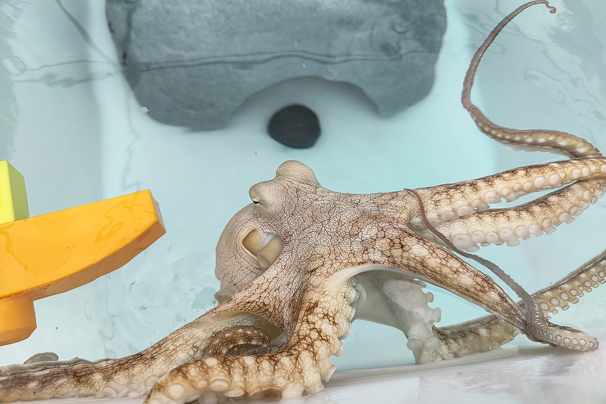 A Hawaiian day octopus observes visitors during a tour at Kanaloa Octopus Farm on the Big Island of Hawaii. The facility confines wild-caught octopuses alone in small tanks to perform breeding experiments on them for the octopus aquaculture industry. Kailua-Kona, Hawaii, USA, 2022. Laura Lee Cascada / The Every Animal Project / We Animals