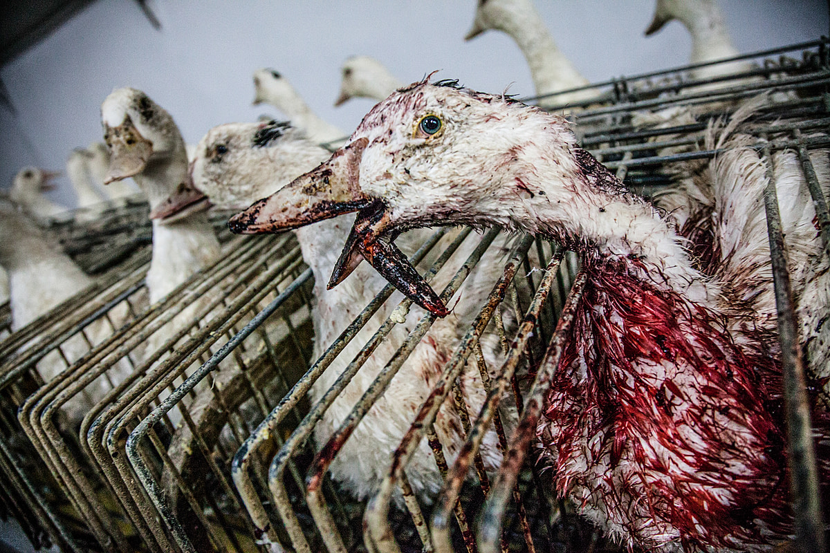 The brutality of force-feeding in the foie gras industry leads to serious injury for many birds. This duck spent several days in the cage with a broken beak. Spain, 2011. Luis Tato / HIDDEN / We Animals