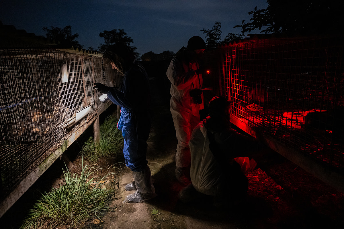 In the early morning hours, investigators at a fur farm shine lights inside cages to document the foxes and raccoon dogs held there. Poland, 2024. Jo-Anne McArthur / Otwarte Klatki / We Animals In the early morning hours, investigators at a fur farm shine lights inside cages to document the foxes and raccoon dogs held there. Poland, 2024. Jo-Anne McArthur / Otwarte Klatki / We Animals