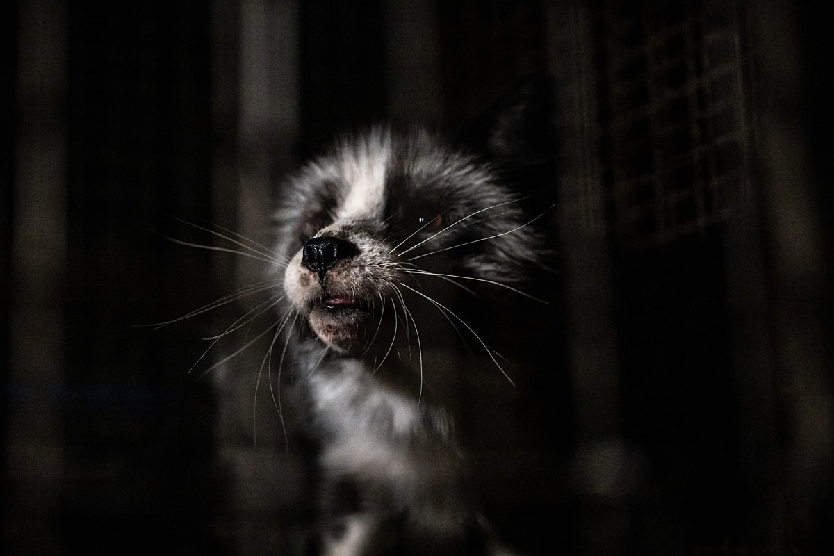 A portrait of a fox at a fur farm, showing an infected and partially blind eye. Investigators are at the farm in the early morning hours to document the foxes and raccoon dogs confined in the farm's cages. Poland, 2024. Jo-Anne McArthur / Otwarte Klatki / We Animals A portrait of a fox at a fur farm, showing an infected and partially blind eye. Investigators are at the farm in the early morning hours to document the foxes and raccoon dogs confined in the farm's cages. Poland, 2024. Jo-Anne McArthur / Otwarte Klatki / We Animals