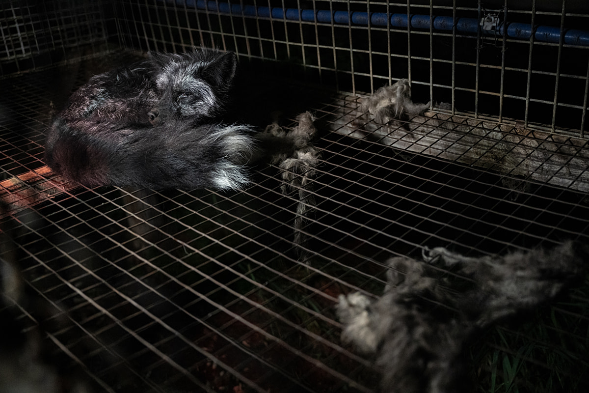 A silver fox lies on a bare wire floor inside a fur farm cage. Poland, 2024. Jo-Anne McArthur / Otwarte Klatki / We Animals A silver fox lies on a bare wire floor inside a fur farm cage. Poland, 2024. Jo-Anne McArthur / Otwarte Klatki / We Animals