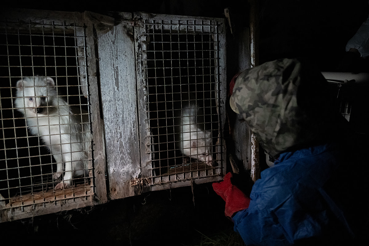 A white raccoon dog peers out of a fur farm cage as an investigator opens the cage beside them to remove the female white raccoon dog inside.The investigators are at the farm early in the morning to document the foxes and raccoon dogs living there and are taking her with them to live at a sanctuary. Poland, 2024. Jo-Anne McArthur / Otwarte Klatki / We Animals A white raccoon dog peers out of a fur farm cage as an investigator opens the cage beside them to remove the female white raccoon dog inside.The investigators are at the farm early in the morning to document the foxes and raccoon dogs living there and are taking her with them to live at a sanctuary. Poland, 2024. Jo-Anne McArthur / Otwarte Klatki / We Animals