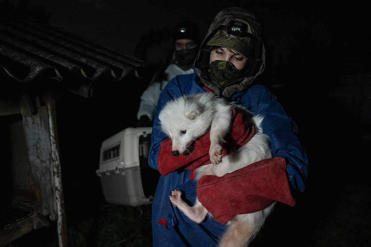 A female white raccoon dog sits in the arms of an investigator who carries her from a cage at a fur farm. The investigators are at the farm early in the morning to document the foxes and raccoon dogs living there and are taking her with them to live at a sanctuary. Poland, 2024. Jo-Anne McArthur / Otwarte Klatki / We Animals A female white raccoon dog sits in the arms of an investigator who carries her from a cage at a fur farm. The investigators are at the farm early in the morning to document the foxes and raccoon dogs living there and are taking her with them to live at a sanctuary. Poland, 2024. Jo-Anne McArthur / Otwarte Klatki / We Animals