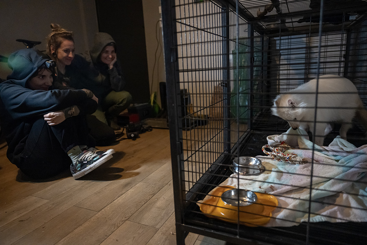 Investigators who have rescued a white raccoon dog from a fur farm watch her move as she explores blankets and her temporary cage. She has never experienced blankets, bowls, or toys. She will be brought to a sanctuary the following day. Poland, 2024. Jo-Anne McArthur / Otwarte Klatki / We Animals Investigators who have rescued a white raccoon dog from a fur farm watch her move as she explores blankets and her temporary cage. She has never experienced blankets, bowls, or toys. She will be brought to a sanctuary the following day. Poland, 2024. Jo-Anne McArthur / Otwarte Klatki / We Animals