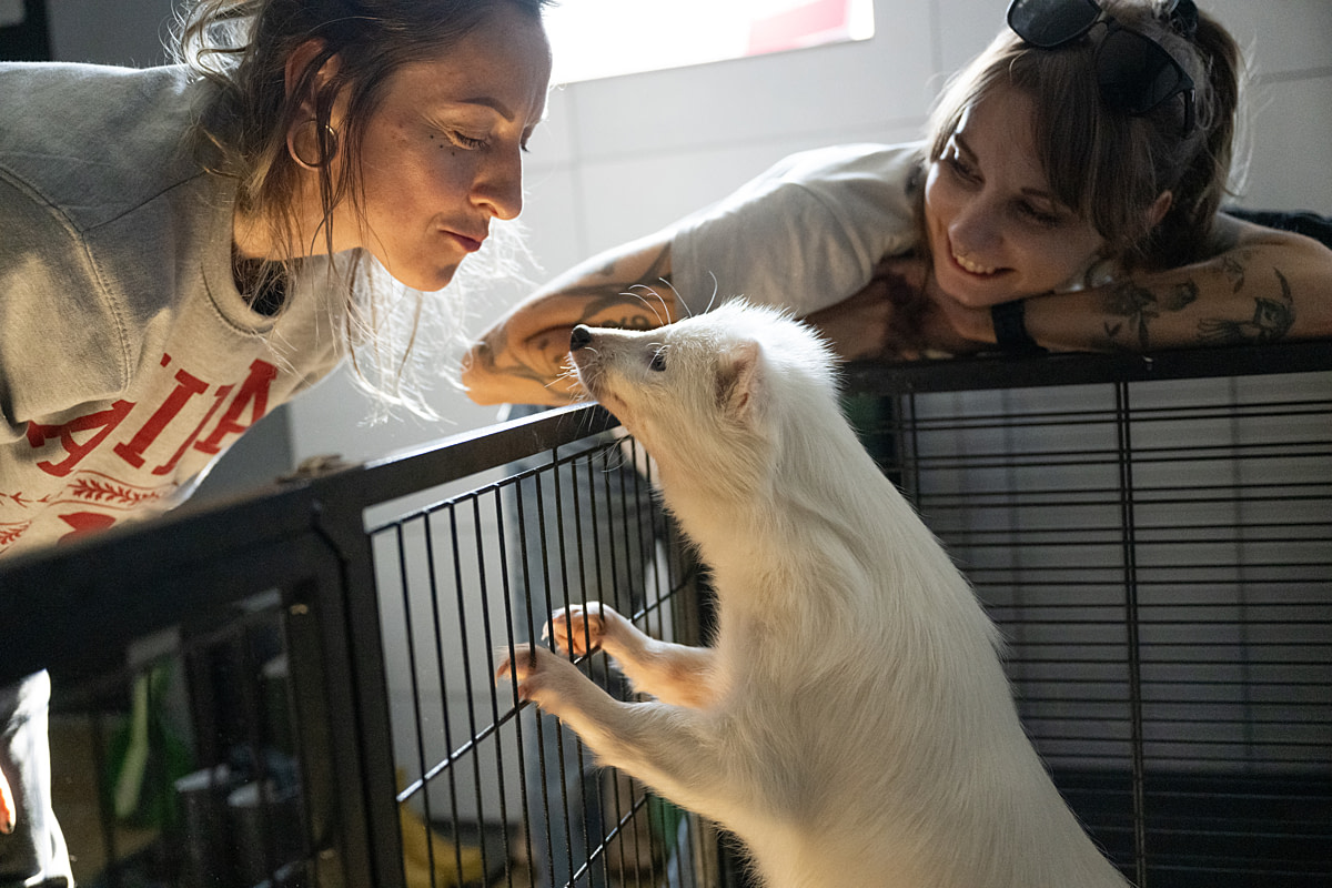 Investigator and animal advocate Bogna Wiltowska (right) and a colleague interact with Buba, a female white raccoon dog rescued from a fur farm the previous night. Now awake after sleeping in a temporary cage following her rescue, Buba is curious when people come in to see her. She sniffs at people and accepts treats. Poland, 2024. Jo-Anne McArthur / Otwarte Klatki / We Animals Investigator and animal advocate Bogna Wiltowska (right) and a colleague interact with Buba, a female white raccoon dog rescued from a fur farm the previous night. Now awake after sleeping in a temporary cage following her rescue, Buba is curious when people come in to see her. She sniffs at people and accepts treats. Poland, 2024. Jo-Anne McArthur / Otwarte Klatki / We Animals