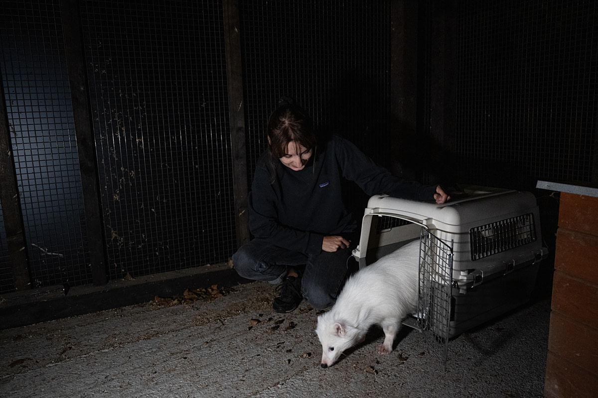 Buba, the newly named white raccoon dog who was rescued from a fur farm the previous night, arrives at sanctuary and then eats a big meal. This will be her first night sleeping anywhere but a tiny cage. She chose to sleep curled up behind the nesting box. In this photo, activist Bogna Wiltowska opens her transport crate so she can enter a much larger space. Buba, the newly named white raccoon dog who was rescued from a fur farm the previous night, arrives at sanctuary and then eats a big meal. This will be her first night sleeping anywhere but a tiny cage. She chose to sleep curled up behind the nesting box. In this photo, activist Bogna Wiltowska opens her transport crate so she can enter a much larger space.