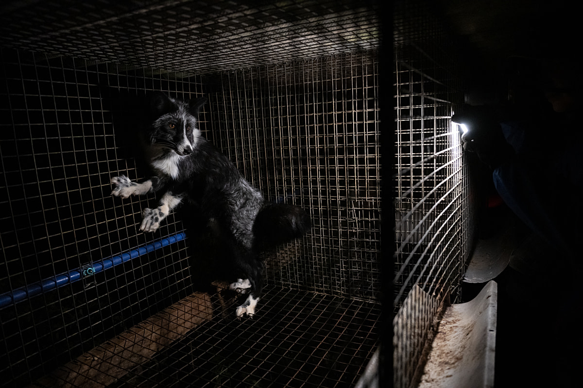 A small fox at a fur farm stands at the back of a bare, wire-floored cage, unable to escape. Investigators have entered the farm during the early morning hours to document the foxes and raccoon dogs living in the farm's cages. Poland, 2024. Jo-Anne McArthur / Otwarte Klatki / We Animals A small fox at a fur farm stands at the back of a bare, wire-floored cage, unable to escape. Investigators have entered the farm during the early morning hours to document the foxes and raccoon dogs living in the farm's cages. Poland, 2024. Jo-Anne McArthur / Otwarte Klatki / We Animals