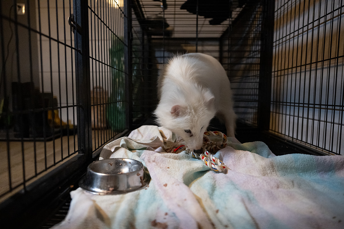 Investigators who have rescued a white raccoon dog from a fur farm watch her move as she explores toys and her temporary cage. She has never seen blankets, bowls, or toys. She will be brought to a sanctuary the following day. Poland, 2024. Jo-Anne McArthur / Otwarte Klatki / We Animals Investigators who have rescued a white raccoon dog from a fur farm watch her move as she explores toys and her temporary cage. She has never seen blankets, bowls, or toys. She will be brought to a sanctuary the following day. Poland, 2024. Jo-Anne McArthur / Otwarte Klatki / We Animals