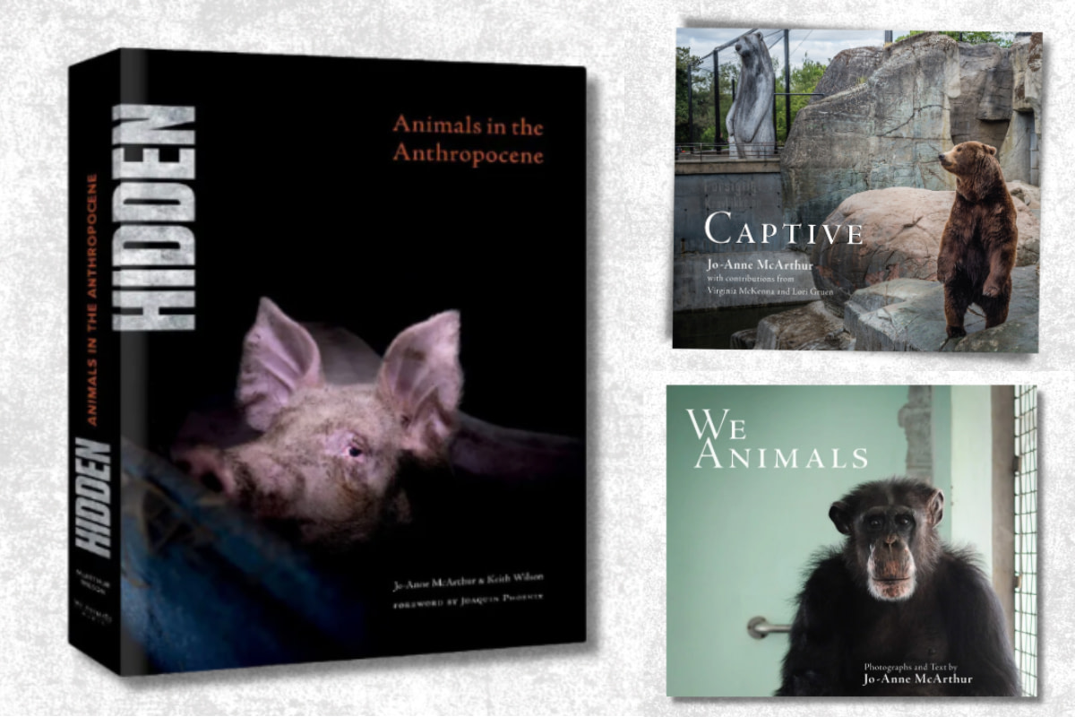 World Book Day - We Animals