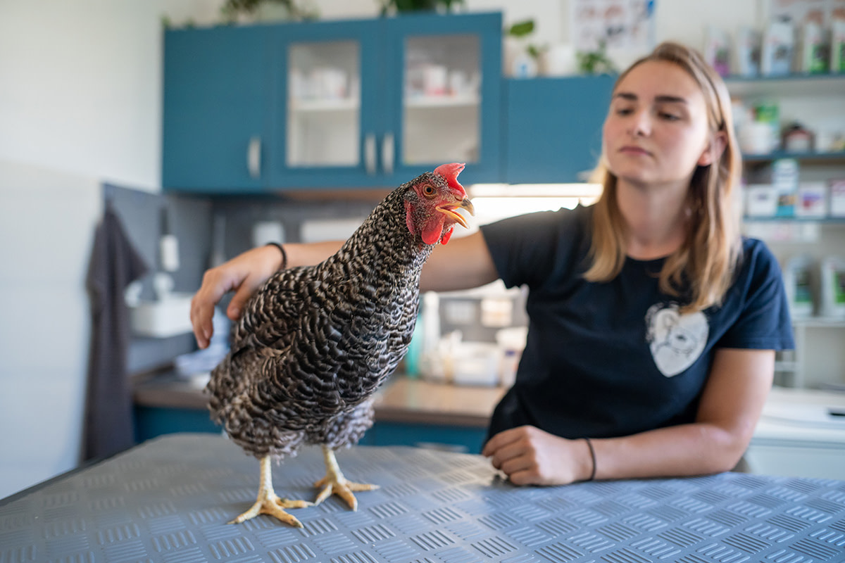 Libuska, a rescued hen suffering from yolk peritonitis, waits with her rescuer in a treatment room while veterinarian Dr. Kristyna Pokrupova determines a course of treatment. Veterinary Clinic ExoCare, Brno, South Moravian Region, Czechia, 2024. Lukas Vin