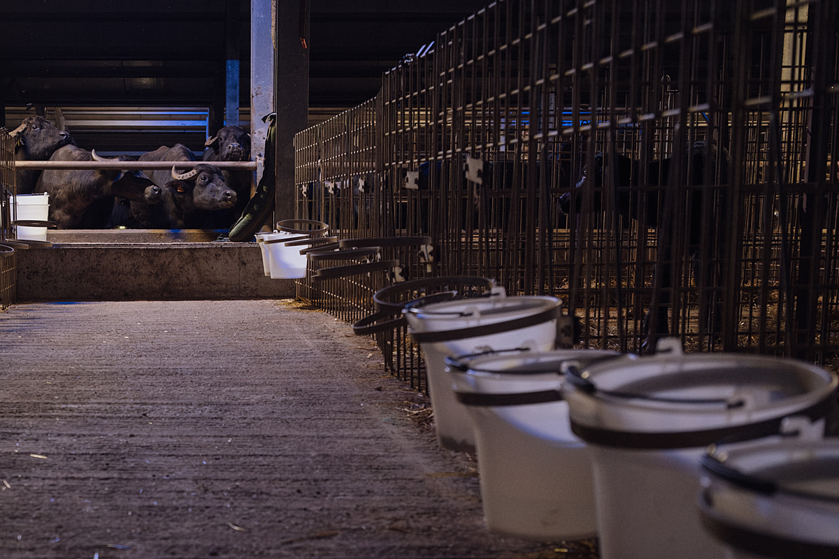Water buffalo cows in a pen at an intensive buffalo dairy farm stare over at calves who have been separated from their mothers and confined in individual pens. Agribios Buffalo Dairy Farm, Capaccio Paestum, Salerno, Italy, 2024. Raffaele Petralla / We Animals