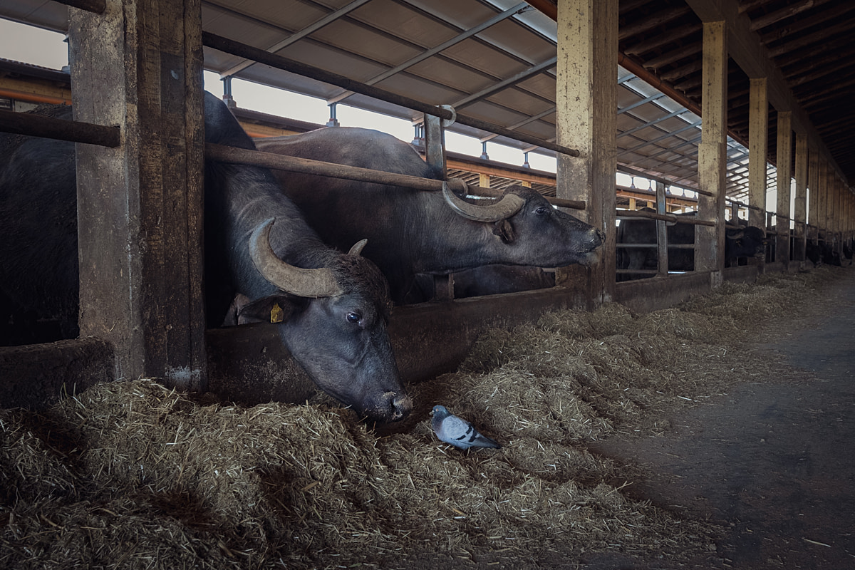 A curious water buffalo cow stretches her neck through her pen bars to gently sniff a pigeon at an intensive buffalo dairy farm. Pigeons are attracted to the cows' feed and regularly coexist with the water buffalo inside the barn. Il Granato Buffalo Dairy Farm, Capaccio Paestum, Salerno, Italy, 2024. Raffaele Petralla / We Animals