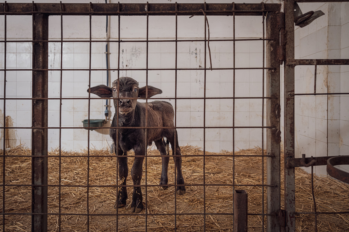 A frightened male water buffalo calf, only days old, peers from a pen at an intensive buffalo dairy farm. Unlike female calves, his ear remains untagged as he will be killed within days, likely without being registered. At this farm, calves stay with their mothers for three days to receive colostrum before being separated - the calves moved to artificial feeding while their mothers are moved to pens designated for lactating females. Pierri Buffalo Dairy Farm, Capaccio Paestum, Salerno, Italy, 2024. Raffaele Petralla / We Animals A frightened male water buffalo calf, only days old, peers from a pen at an intensive buffalo dairy farm. Unlike female calves, his ear remains untagged as he will be killed within days, likely without being registered. At this farm, calves stay with their mothers for three days to receive colostrum before being separated - the calves moved to artificial feeding while their mothers are moved to pens designated for lactating females. Pierri Buffalo Dairy Farm, Capaccio Paestum, Salerno, Italy, 2024. Raffaele Petralla / We Animals