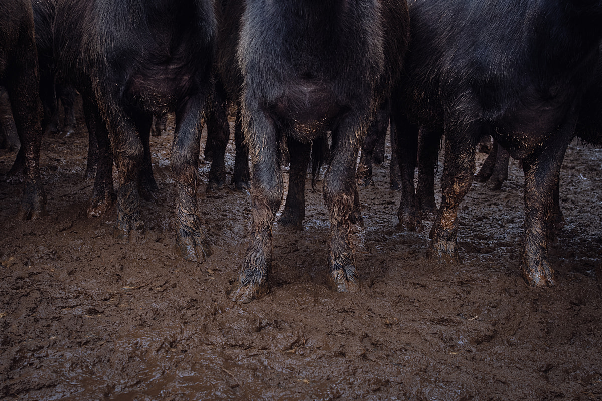 Excrement coats the legs of water buffalo cows standing on a floor thickly covered with waste at an intensive buffalo dairy farm. Cooperativa Ponte Sant'Antonio, San Tammaro, Caserta, Italy, 2024. Raffaele Petralla / We Animals Excrement coats the legs of water buffalo cows standing on a floor thickly covered with waste at an intensive buffalo dairy farm. Cooperativa Ponte Sant'Antonio, San Tammaro, Caserta, Italy, 2024. Raffaele Petralla / We Animals