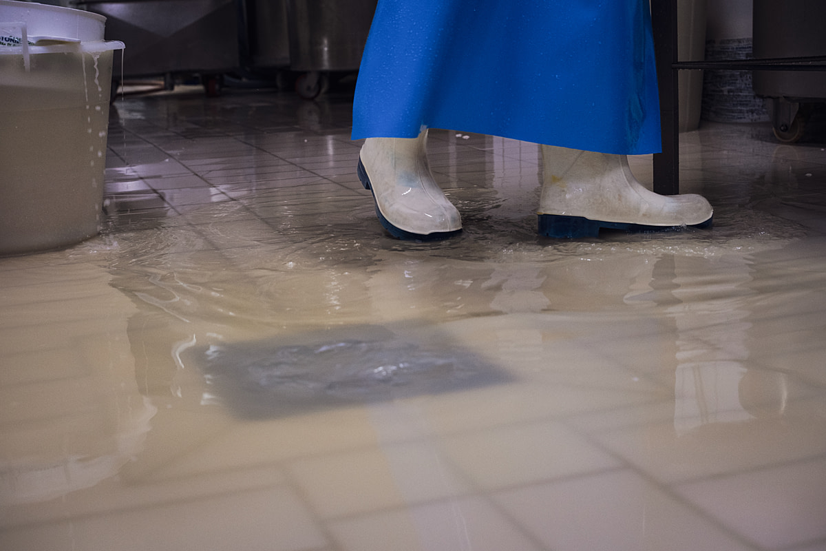 Processing liquid spills onto the floor during night shift cheese production at a water buffalo dairy. The liquid consists of whey, water and milk residue. Di Guida Dairy, Eboli, Salerno, Italy, 2024. Raffaele Petralla / We Animals Processing liquid spills onto the floor during night shift cheese production at a water buffalo dairy. The liquid consists of whey, water and milk residue. Di Guida Dairy, Eboli, Salerno, Italy, 2024. Raffaele Petralla / We Animals